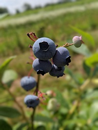 blueberry farm