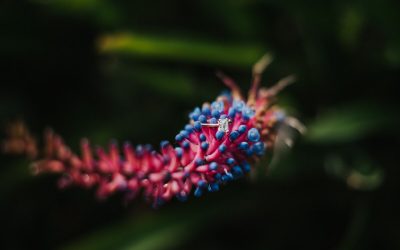 Capturing Outdoor Photography in Windermere, Fl