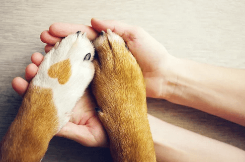 paws