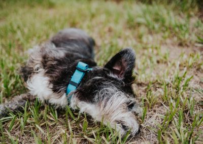 wanderlust dog