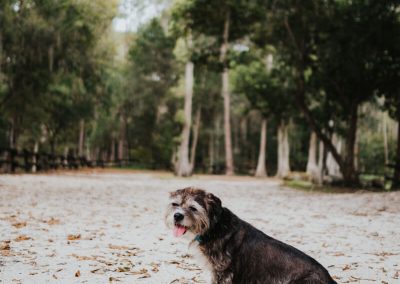 wanderlust dog