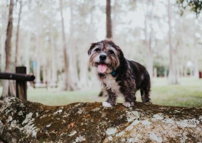 wanderlust dog
