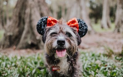 Orlando Dog Photographer